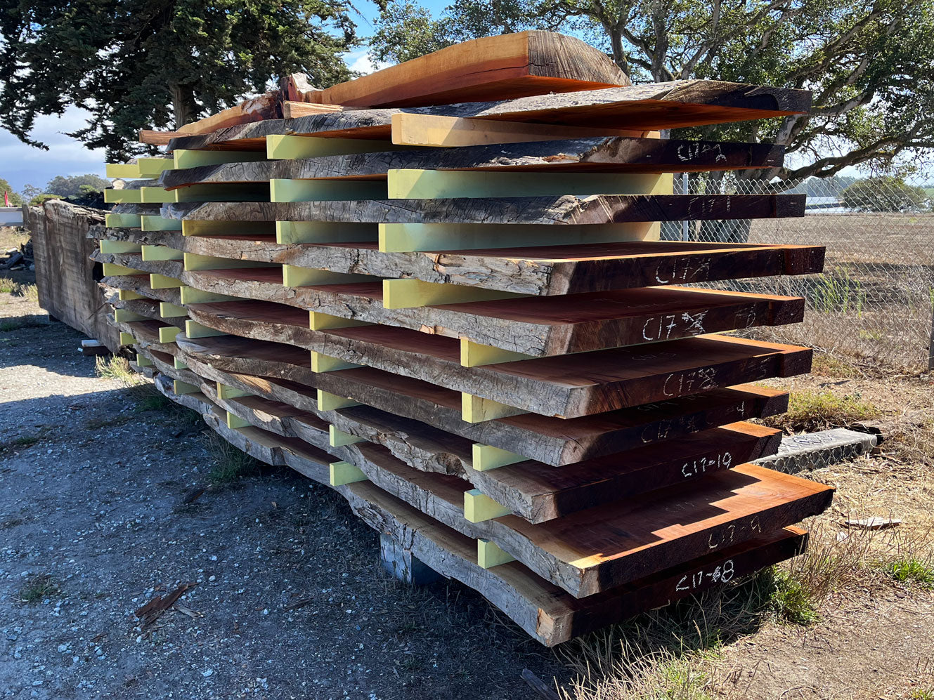 Giant Sequoia Live Edge Slab – 16.5' x 45" x 3.25" – Old Growth, Air-Dried – #C17-10