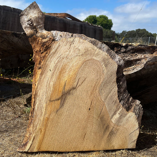 Heritage Valley Oak Live Edge Cookie / Round – 26" x 19" x 1.5" – Old Growth, Air-Dried – #VOP-2