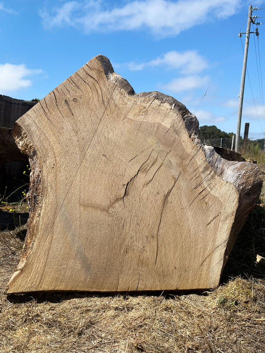 Heritage Valley Oak Live Edge Cookie / Round – 33" x 27" x 2.25" – Old Growth, Air-Dried – #VOP-6