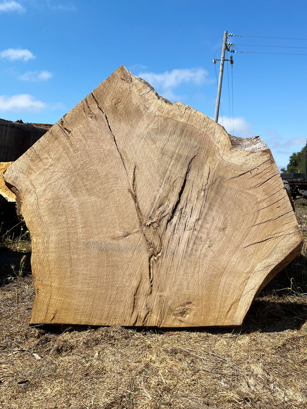 Heritage Valley Oak Live Edge Cookie / Round – 41" x 33" x 2.25" – Old Growth, Air-Dried – #VOP-7