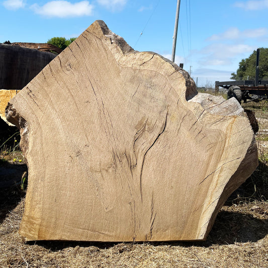 Heritage Valley Oak Live Edge Cookie / Round – 34" x 33" x 2.5" – Old Growth, Air-Dried – #VOP-8