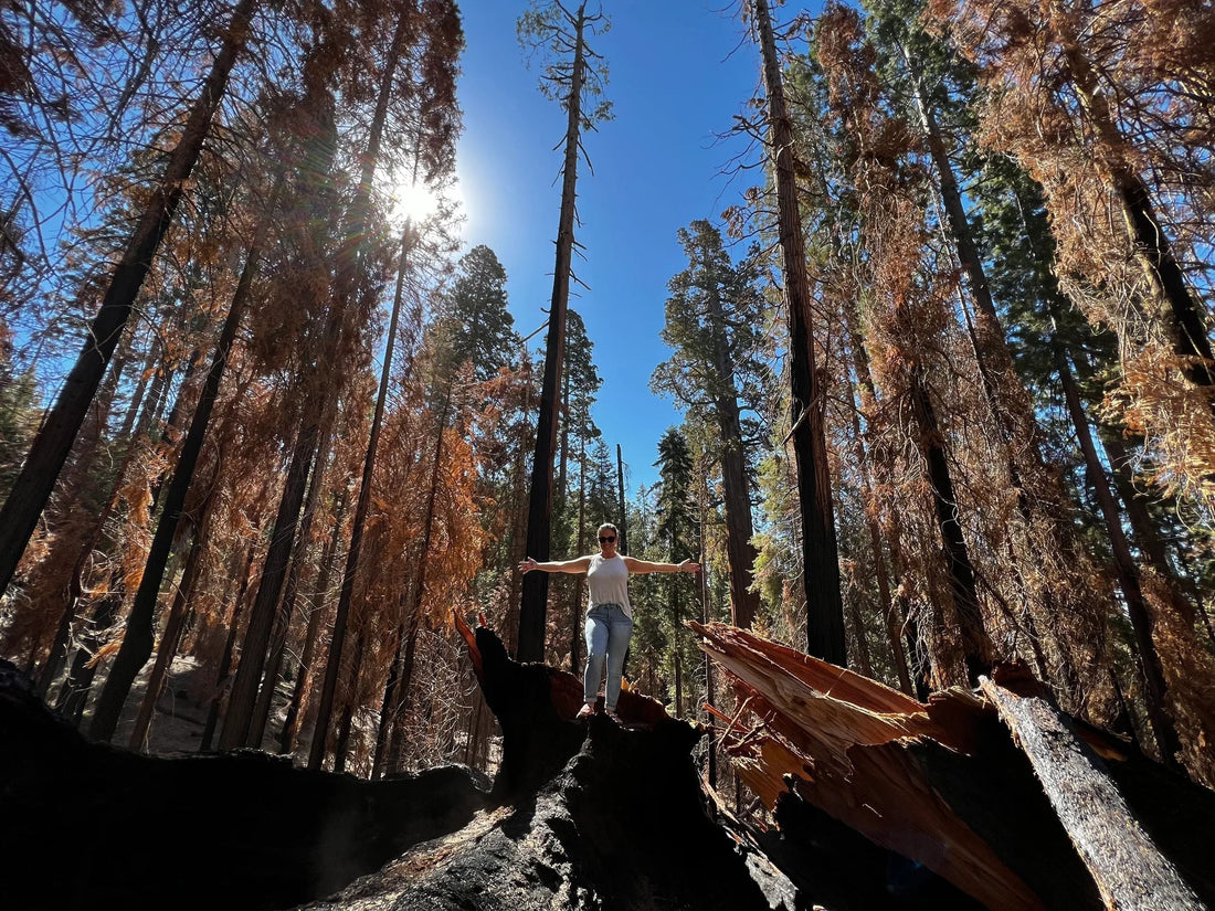 A Thousand Years in Every Grain: Behind Our Giant Sequoia