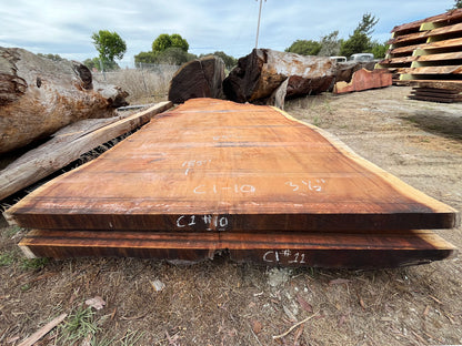 Giant Sequoia Live Edge Slab – 15.42' x 86" x 3.5" – Old Growth, Air-Dried – #C1-10