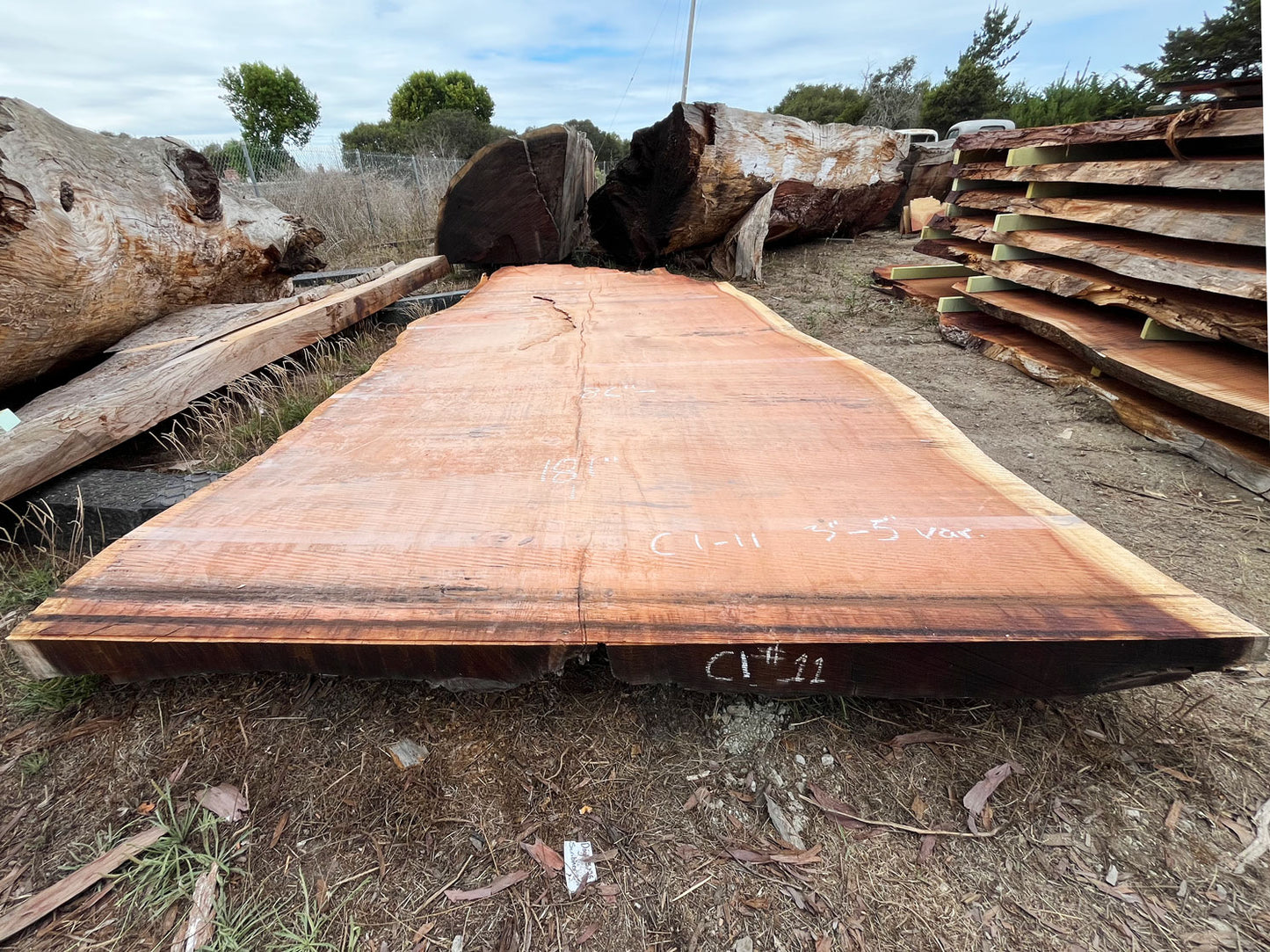 Giant Sequoia Live Edge Slab – 15.08' x 86" x 5" – Old Growth, Air-Dried – #C1-11