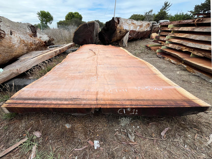 Giant Sequoia Live Edge Slab – 15.08' x 86" x 5" – Old Growth, Air-Dried – #C1-11
