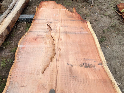 Giant Sequoia Live Edge Slab – 15.08' x 86" x 5" – Old Growth, Air-Dried – #C1-11