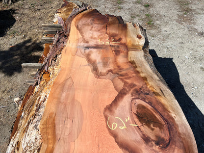 Giant Sequoia Live Edge Slab – 11.67' x 62" x 3.5" – Old Growth, Air-Dried – #C1-3