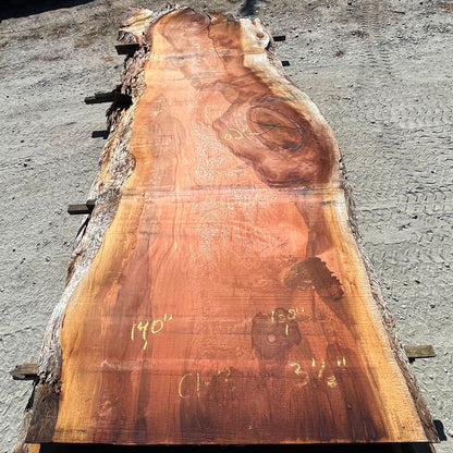 Giant Sequoia Live Edge Slab – 11.67' x 62" x 3.5" – Old Growth, Air-Dried – #C1-3