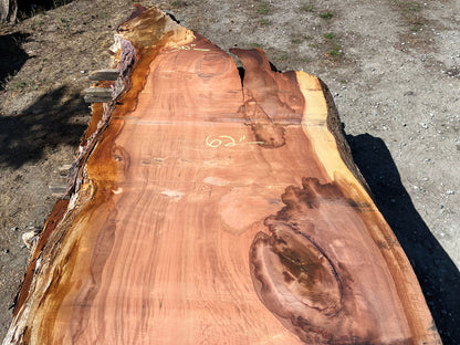 Giant Sequoia Live Edge Slab – 14.92' x 65" x 3.5" – Old Growth, Air-Dried – #C1-4