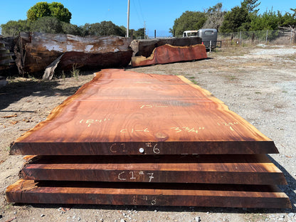 Giant Sequoia Live Edge Slab – 15.33' x 75" x 3.75" – Old Growth, Air-Dried – #C1-6