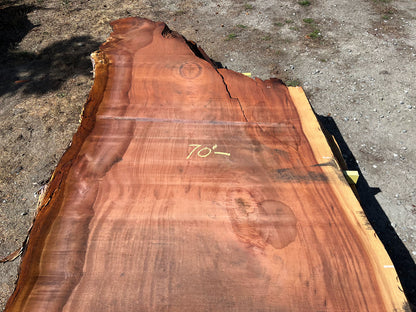 Giant Sequoia Live Edge Slab – 15.33' x 75" x 3.75" – Old Growth, Air-Dried – #C1-6