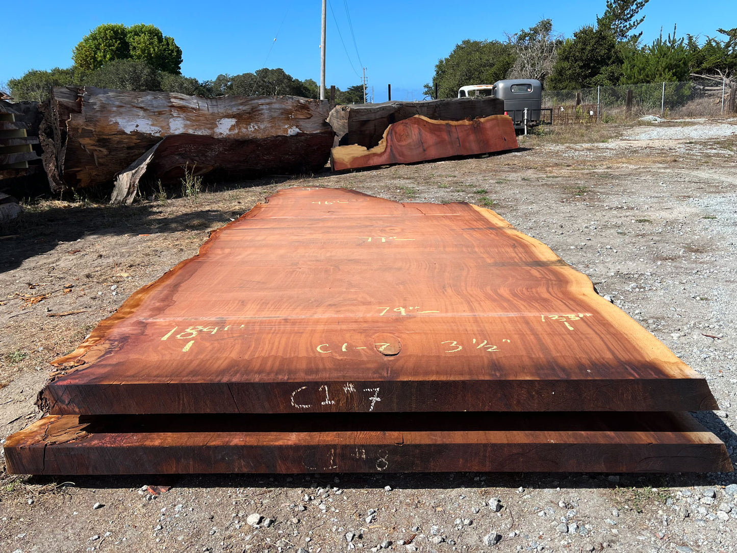 Giant Sequoia Live Edge Slab – 15.33' x 79" x 3.5" – Old Growth, Air-Dried – #C1-7