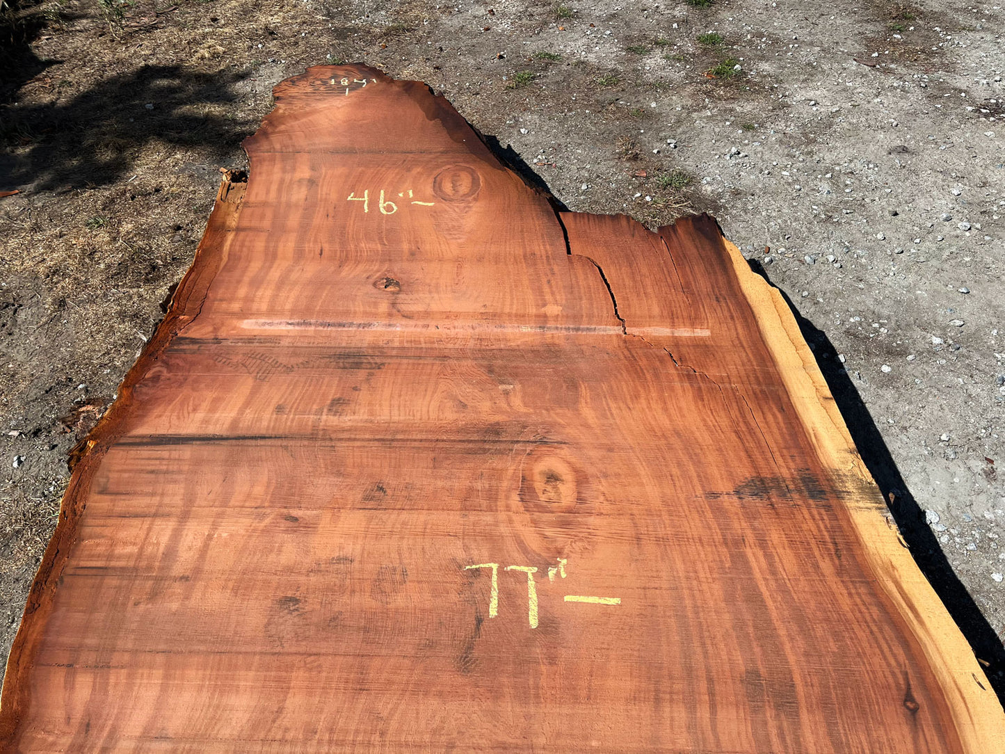 Giant Sequoia Live Edge Slab – 15.33' x 79" x 3.5" – Old Growth, Air-Dried – #C1-7