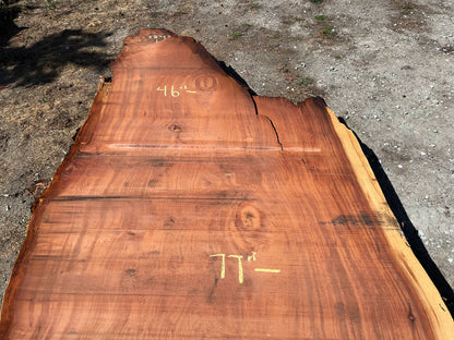 Giant Sequoia Live Edge Slab – 15.33' x 79" x 3.5" – Old Growth, Air-Dried – #C1-7