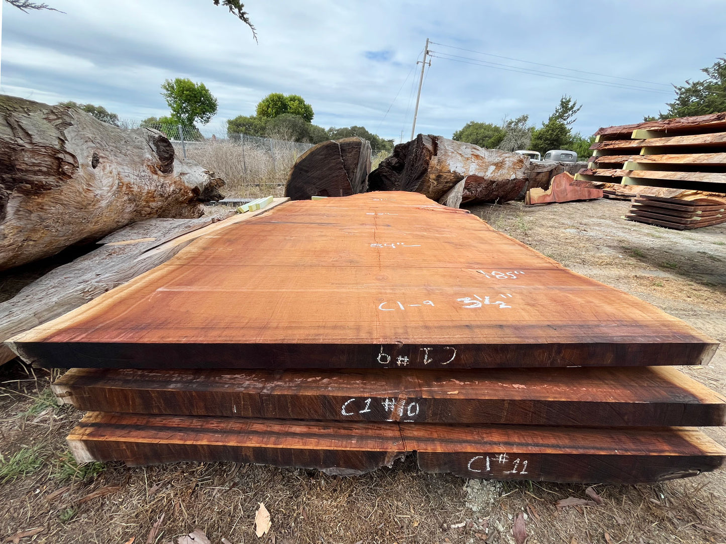 Giant Sequoia Live Edge Slab – 15.42' x 84" x 3.5" – Old Growth, Air-Dried – #C1-9