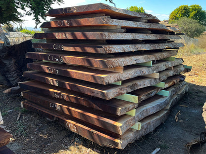 Giant Sequoia Live Edge Slab – 11.67' x 51" x 3.5" – Old Growth, Air-Dried – #C1-2