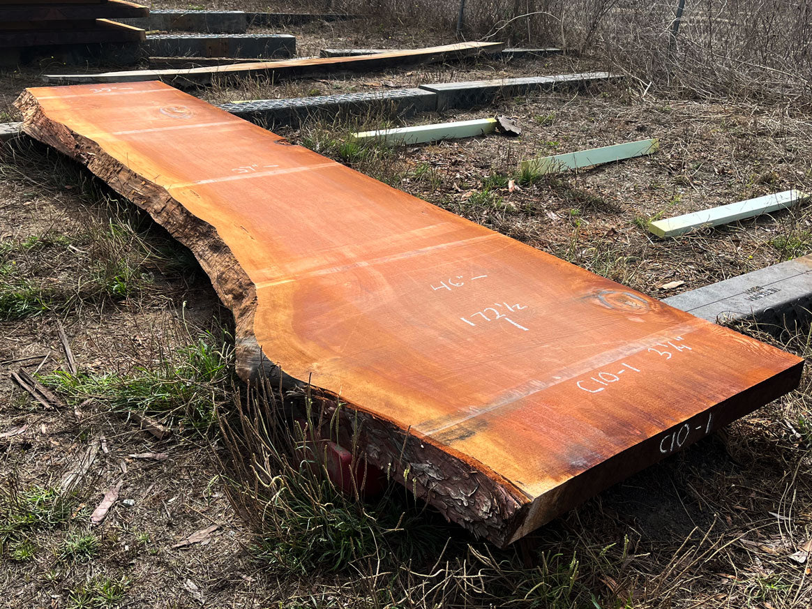 Giant Sequoia Live Edge Slab – 14.38' x 46" x 3.25" – Old Growth, Air-Dried – #C10-1