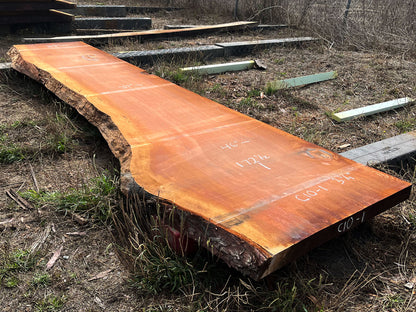 Giant Sequoia Live Edge Slab – 14.38' x 46" x 3.25" – Old Growth, Air-Dried – #C10-1