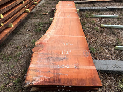 Giant Sequoia Live Edge Slab – 14.33' x 48" x 3" – Old Growth, Air-Dried – #C10-2