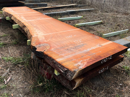 Giant Sequoia Live Edge Slab – 14.33' x 48" x 3" – Old Growth, Air-Dried – #C10-2