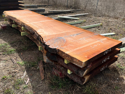 Giant Sequoia Live Edge Slab – 14.33' x 50" x 3" – Old Growth, Air-Dried – #C10-3
