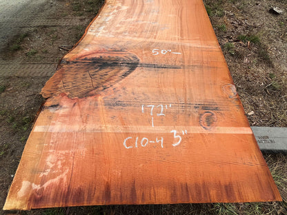 Giant Sequoia Live Edge Slab – 14.33' x 50" x 3" – Old Growth, Air-Dried – #C10-4