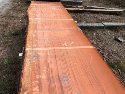 Giant Sequoia Live Edge Slab – 14.33' x 50" x 3" – Old Growth, Air-Dried – #C10-4