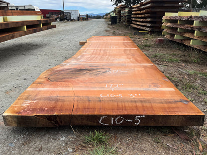 Giant Sequoia Live Edge Slab – 14.33' x 50" x 3" – Old Growth, Air-Dried – #C10-5