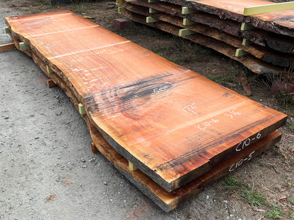 Giant Sequoia Live Edge Slab – 14.33' x 50" x 3.5" – Old Growth, Air-Dried – #C10-6