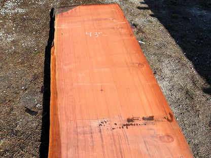 Giant Sequoia Live Edge Slab – 16.75' x 45" x 2.5" – Old Growth, Air-Dried – #C12-1