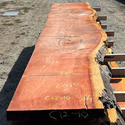 Giant Sequoia Live Edge Slab – 16.75' x 41" x 3.25" – Old Growth, Air-Dried – #C12-10