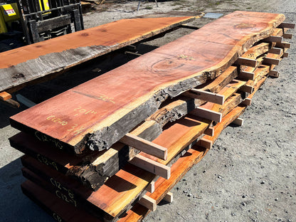 Giant Sequoia Live Edge Slab – 16.75' x 41" x 3.25" – Old Growth, Air-Dried – #C12-10