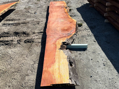 Giant Sequoia Live Edge Slab – 16.75' x 38" x 3" – Old Growth, Air-Dried – #C12-11
