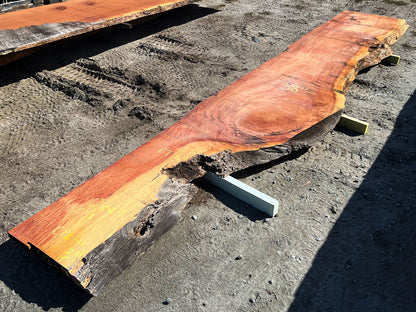 Giant Sequoia Live Edge Slab – 16.75' x 38" x 3" – Old Growth, Air-Dried – #C12-11