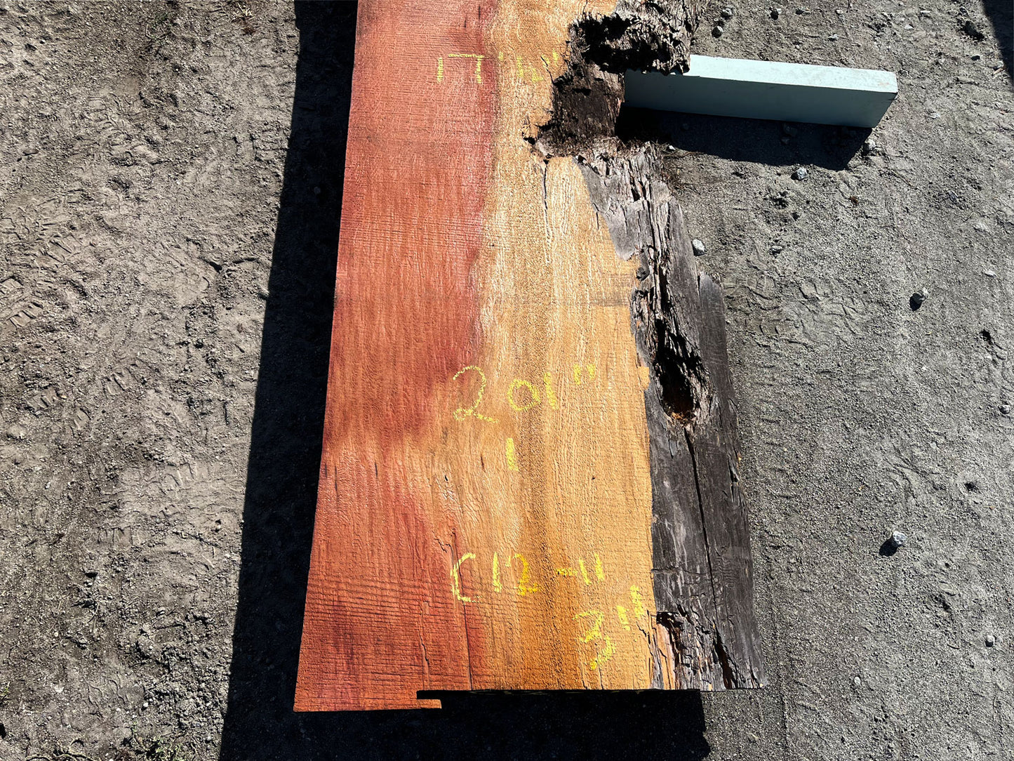 Giant Sequoia Live Edge Slab – 16.75' x 38" x 3" – Old Growth, Air-Dried – #C12-11