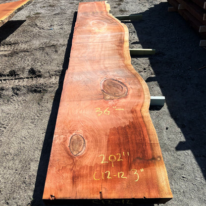 Giant Sequoia Live Edge Slab – 16.83' x 38" x 3" – Old Growth, Air-Dried – #C12-12