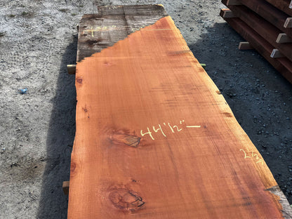 Giant Sequoia Live Edge Slab – 12.92' x 44.5" x 1.5" – Old Growth, Air-Dried – #C12-13