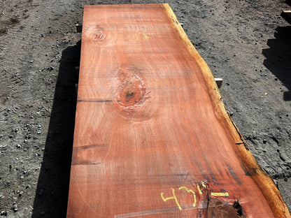 Giant Sequoia Live Edge Slab – 16.75' x 43" x 3.25" – Old Growth, Air-Dried – #C12-7
