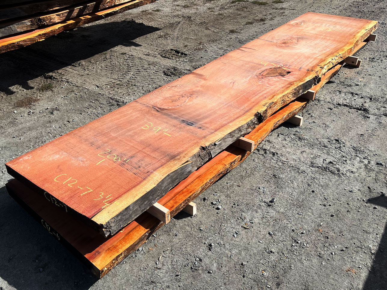 Giant Sequoia Live Edge Slab – 16.75' x 43" x 3.25" – Old Growth, Air-Dried – #C12-7