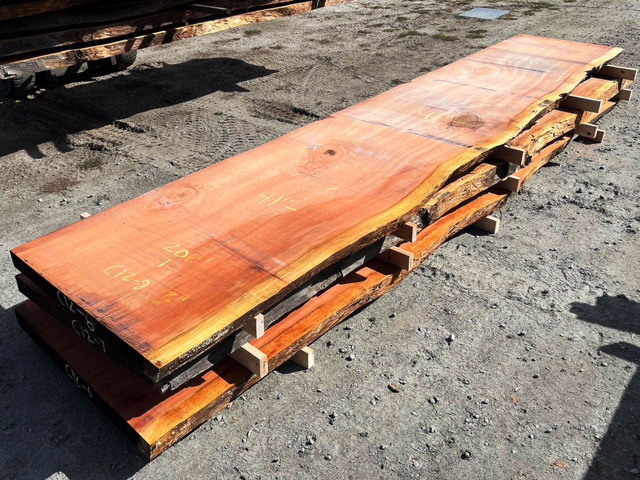 Giant Sequoia Live Edge Slab – 16.75' x 41" x 3" – Old Growth, Air-Dried – #C12-8