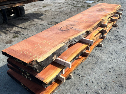Giant Sequoia Live Edge Slab – 16.83' x 39" x 3.125" – Old Growth, Air-Dried – #C12-9