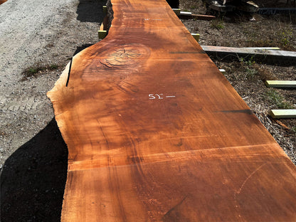 Giant Sequoia Live Edge Slab – 16.5' x 52" x 2.25" – Old Growth, Air-Dried – #C17-4
