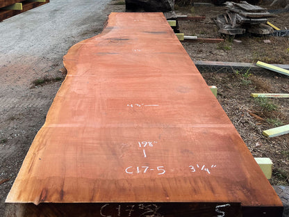 Giant Sequoia Live Edge Slab – 16.5' x 48" x 3.125" – Old Growth, Air-Dried – #C17-5