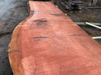 Giant Sequoia Live Edge Slab – 16.5' x 48" x 3.125" – Old Growth, Air-Dried – #C17-5