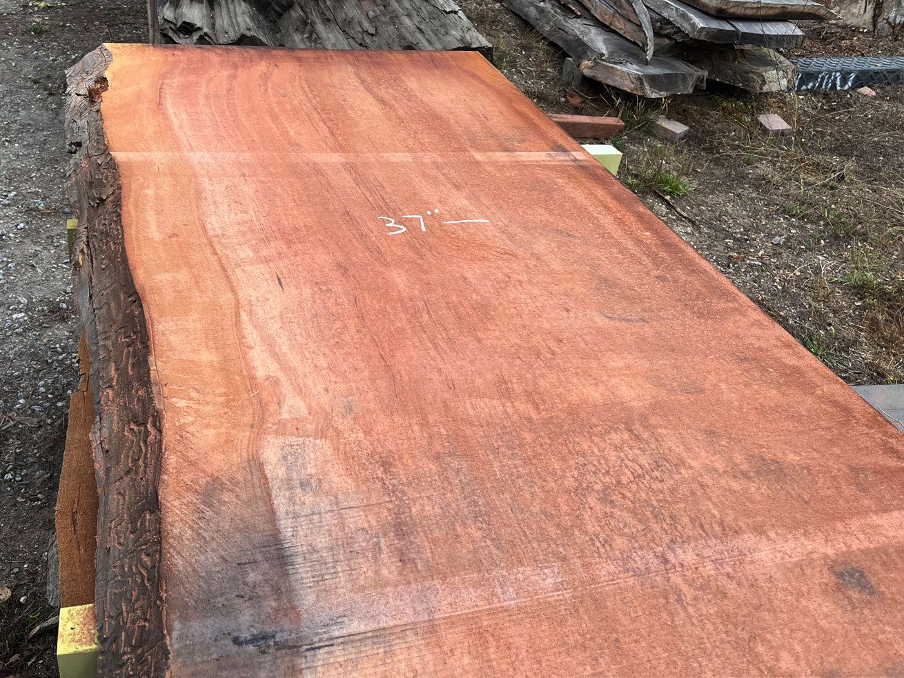 Giant Sequoia Live Edge Slab – 16.5' x 48" x 3.125" – Old Growth, Air-Dried – #C17-5