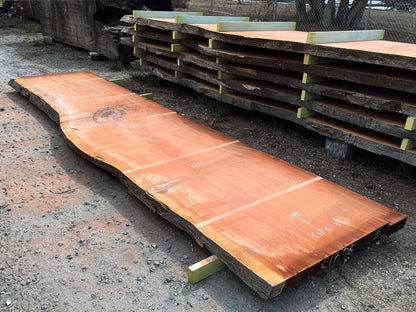 Giant Sequoia Live Edge Slab – 16.5' x 47" x 3" – Old Growth, Air-Dried – #C17-6
