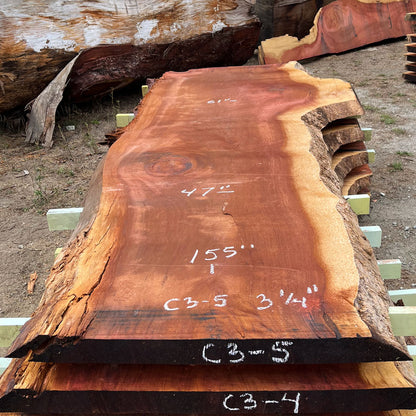 Giant Sequoia Live Edge Slab – 12.92' x 61" x 3.25" – Old Growth, Air-Dried – #C3-5