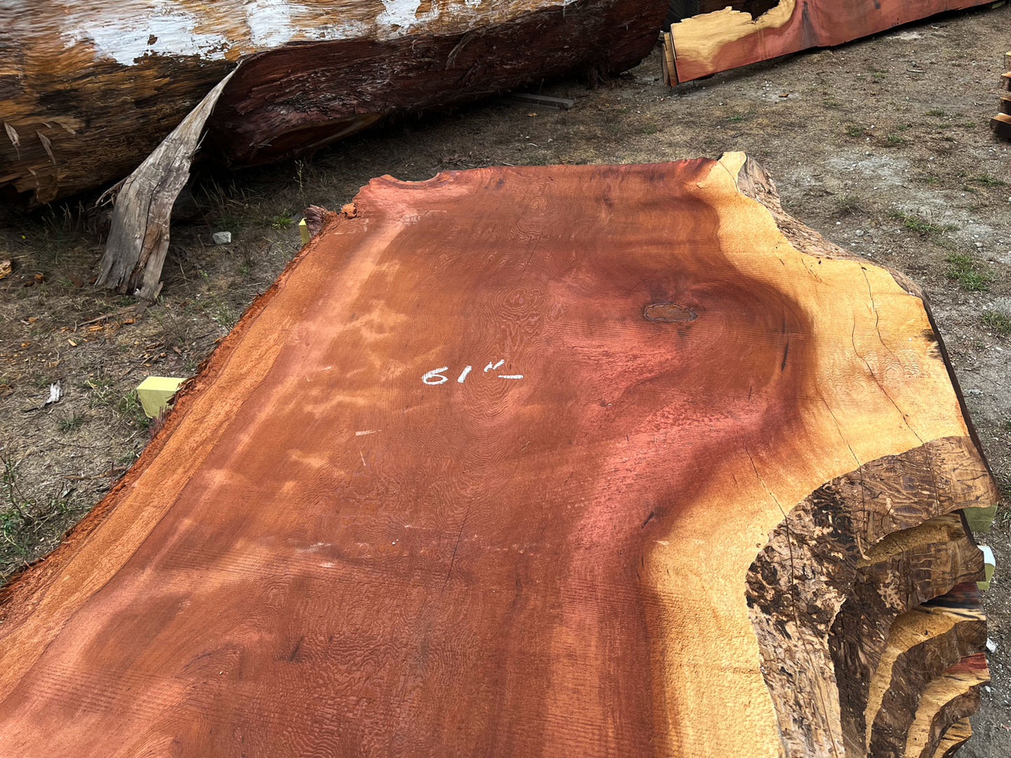 Giant Sequoia Live Edge Slab – 12.92' x 61" x 3.25" – Old Growth, Air-Dried – #C3-5