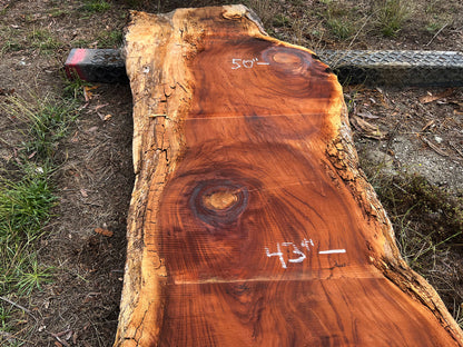 Giant Sequoia Live Edge Slab – 15.83' x 48" x 3.5" – Old Growth, Air-Dried – #C5-14
