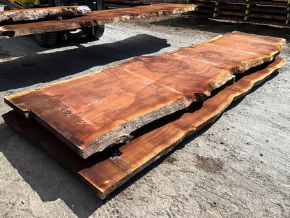 Giant Sequoia Live Edge Slab – 15.75' x 53" x 3" – Old Growth, Air-Dried – #C5-2